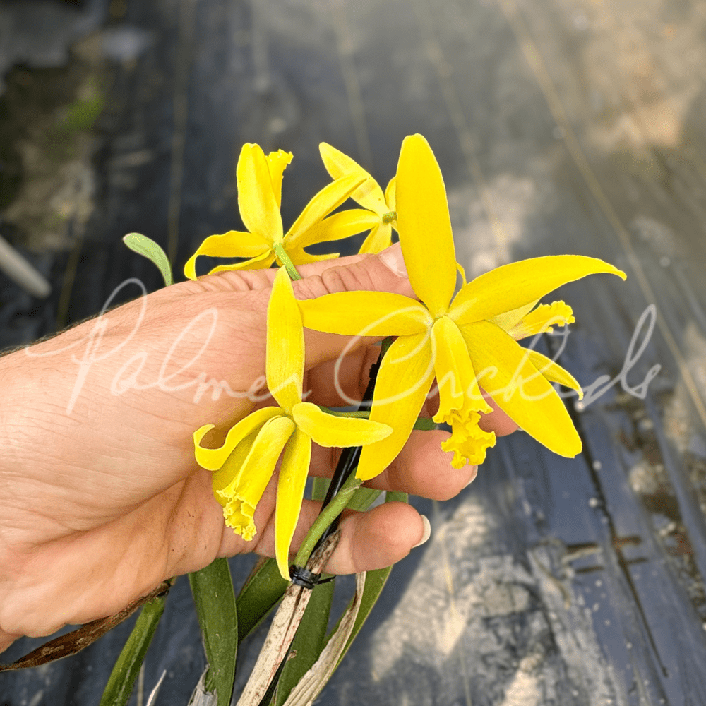 Cattleya Pixie Gold — Palmer Orchids